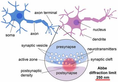 Light Sheet Illumination for 3D Single-Molecule Super-Resolution Imaging of Neuronal Synapses